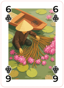 Delicate blooms drifting on calm waters—these elegant flowers grace Vietnam’s ponds and rivers, symbolizing purity and tranquility