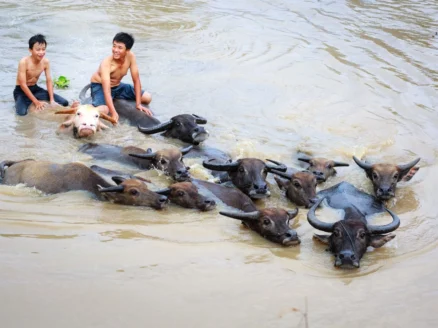 Water Buffalo - Hero picture